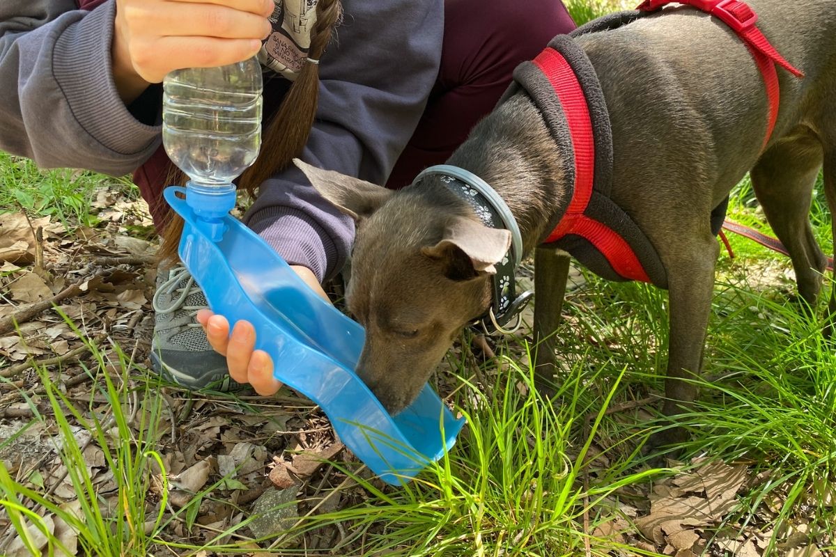 dar agua a perros en ruta senderismo