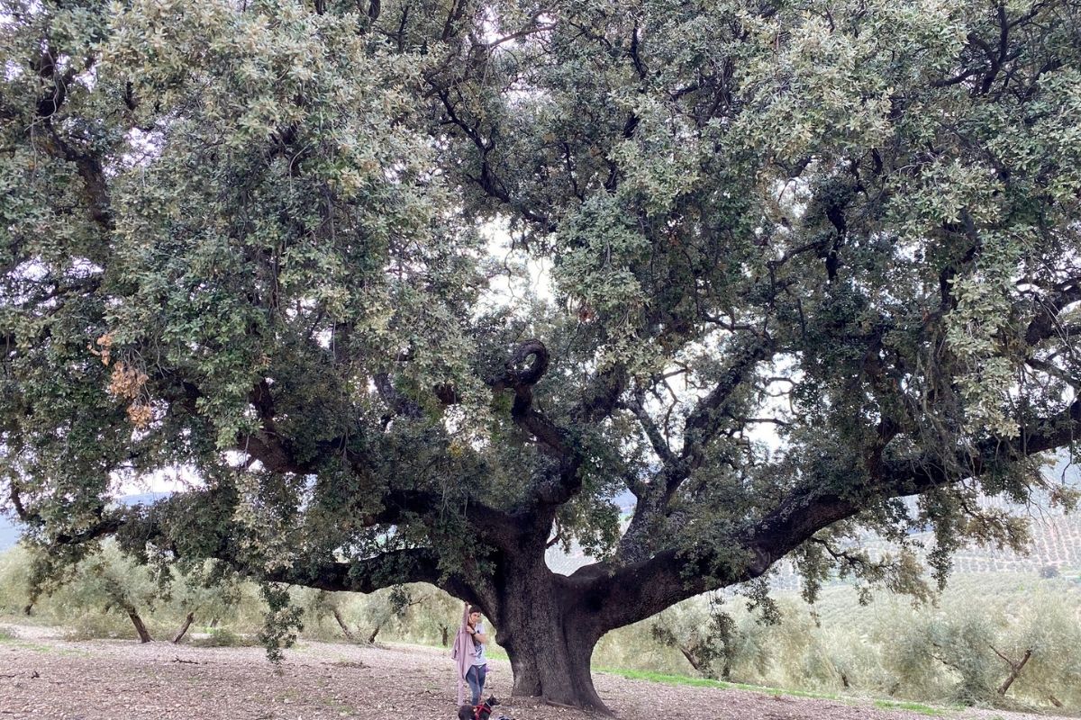 árbol singular encina inquisición Montefrío Granada